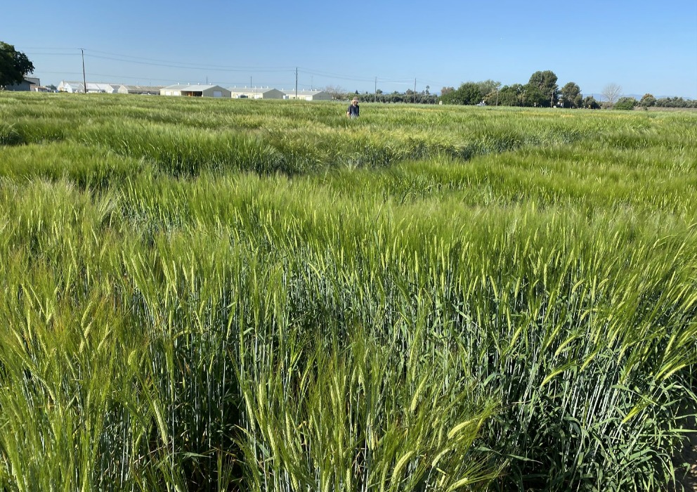 Presentation of lines eligible for Plant Scale Evaluation - 2023